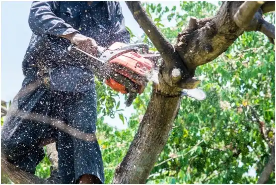 tree services South Lebanon